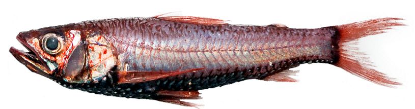 Neoscopelus microchir_ 05.jpg